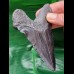 10,4 cm black tooth of Carcharocles Megalodon