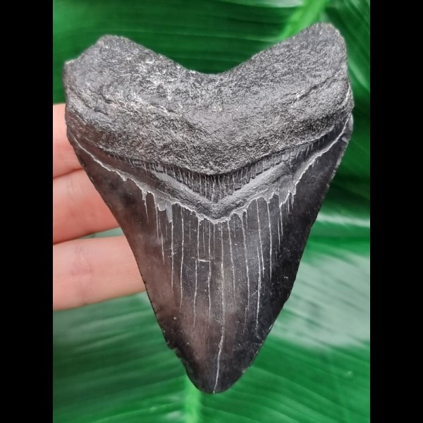 10,1 cm großer dunkler Zahn des Megalodon