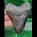 10,1 cm großer dunkler Zahn des Megalodon