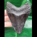 10,1 cm großer dunkler Zahn des Megalodon