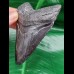 10.1 cm large dark tooth of Megalodon