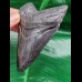 10,1 cm großer dunkler Zahn des Megalodon