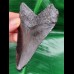 10.1 cm large dark tooth of Megalodon