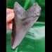 10,1 cm großer dunkler Zahn des Megalodon