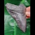 10,1 cm großer dunkler Zahn des Megalodon