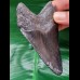 10,1 cm großer dunkler Zahn des Megalodon