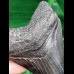 10,1 cm großer dunkler Zahn des Megalodon