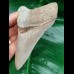 10.8 cm razor sharp tooth of the Megalodon from Lee Creek