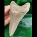 10,8 cm rasiermesserscharfer Zahn des Megalodon aus Lee Creek