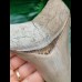 10.8 cm razor sharp tooth of the Megalodon from Lee Creek
