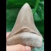 10.8 cm razor sharp tooth of the Megalodon from Lee Creek