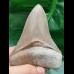 10,8 cm rasiermesserscharfer Zahn des Megalodon aus Lee Creek