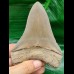 10,8 cm rasiermesserscharfer Zahn des Megalodon aus Lee Creek