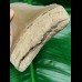 10.8 cm razor sharp tooth of the Megalodon from Lee Creek