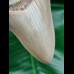 10.8 cm razor sharp tooth of the Megalodon from Lee Creek