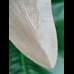 10.8 cm razor sharp tooth of the Megalodon from Lee Creek