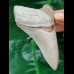 10,8 cm rasiermesserscharfer Zahn des Megalodon aus Lee Creek