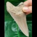 10,8 cm rasiermesserscharfer Zahn des Megalodon aus Lee Creek