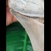 10.8 cm razor sharp tooth of the Megalodon from Lee Creek