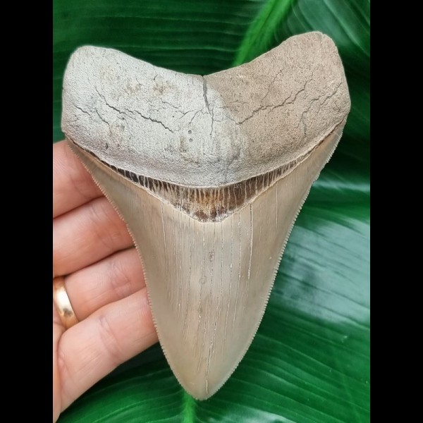 10,8 cm rasiermesserscharfer Zahn des Megalodon aus Lee Creek