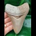 10,8 cm rasiermesserscharfer Zahn des Megalodon aus Lee Creek