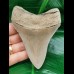 10,8 cm rasiermesserscharfer Zahn des Megalodon aus Lee Creek