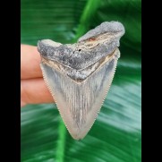 6,1 cm großer Zahn des Carcharocles Auriculatus