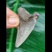 6,1 cm large tooth of Carcharocles Auriculatus