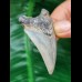 6,1 cm großer Zahn des Carcharocles Auriculatus