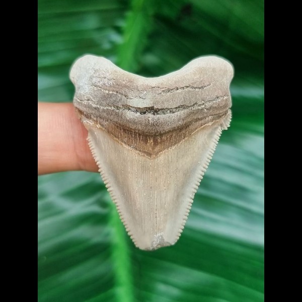 4,6 cm tooth of Carcharocles Auriculatus