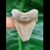 4,6 cm tooth of Carcharocles Auriculatus