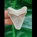 4,6 cm tooth of Carcharocles Auriculatus