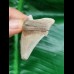 4,6 cm Zahn des Carcharocles Auriculatus