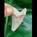 4,6 cm tooth of Carcharocles Auriculatus