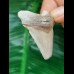 4,6 cm tooth of Carcharocles Auriculatus