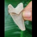 4,6 cm tooth of Carcharocles Auriculatus