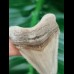 4,6 cm Zahn des Carcharocles Auriculatus