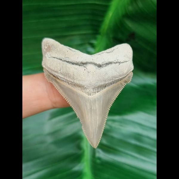 4,9 cm sehr schöner Zahn des Carcharocles Chubutensis aus Lee Creek