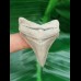 4,9 cm sehr schöner Zahn des Carcharocles Chubutensis aus Lee Creek