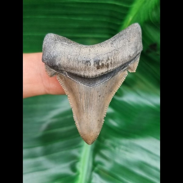4,7 cm großer perfekt erhaltener Zahn des Carcharocles Angustidens