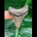 4.7 cm large perfectly preserved tooth of Carcharocles Angustidens