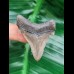4.7 cm large perfectly preserved tooth of Carcharocles Angustidens