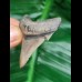 4.7 cm large perfectly preserved tooth of Carcharocles Angustidens