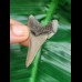 4.7 cm large perfectly preserved tooth of Carcharocles Angustidens