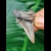 4.7 cm large perfectly preserved tooth of Carcharocles Angustidens