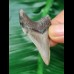 4,7 cm großer perfekt erhaltener Zahn des Carcharocles Angustidens