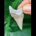 4.7 cm razor-sharp tooth of Carcharocles Angustidens
