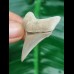 4,6 cm perfekt gezahnter Zahn des Carcharocles Chubutensis