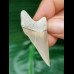 4,6 cm perfekt gezahnter Zahn des Carcharocles Chubutensis