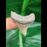 3.6 cm sharp tooth of Carcharocles Angustidens